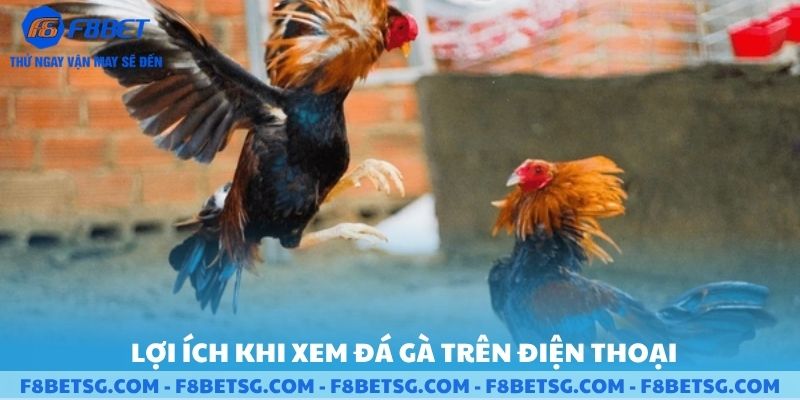 Lợi ích khi xem đá gà trên điện thoại