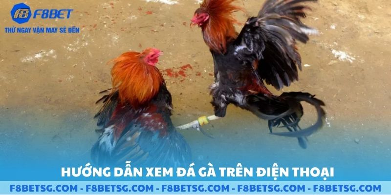 Hướng dẫn xem đá gà F8BET trên điện thoại