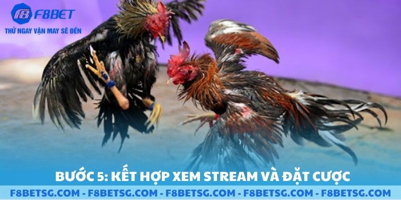 Kết hợp xem stream và đặt cược