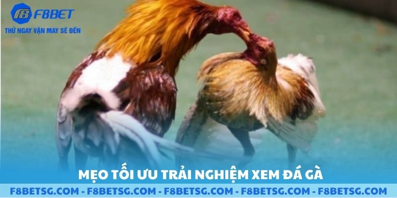 Mẹo tối ưu trải nghiệm xem đá gà