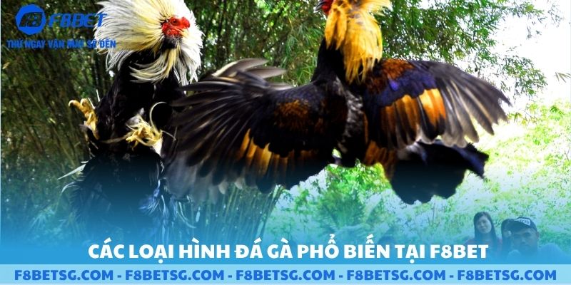 Các loại hình đá gà phổ biến có mặt tại F8BET