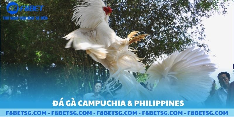 Loại hình đá gà Campuchia và Philipines