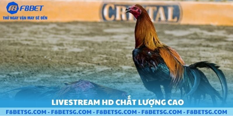 Livestream hd chất lượng hình ảnh cao