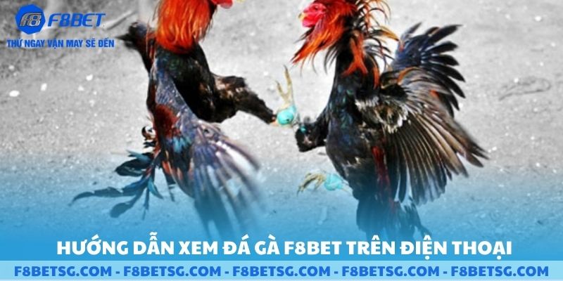 Hướng dẫn xem đá gà F8BET trên điện thoại