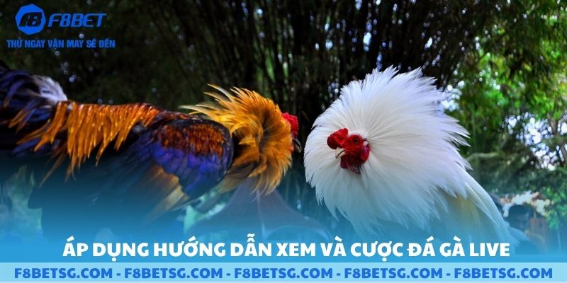 Lợi ích hướng dẫn xem và cược đá gà live F8BET