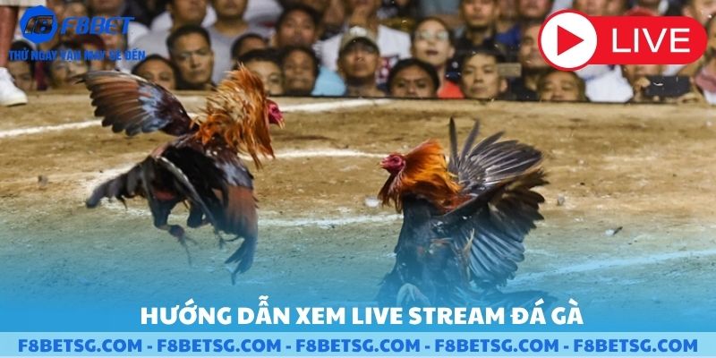 Hướng dẫn xem livestream đá gà