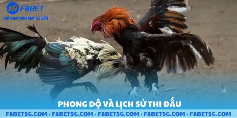 Phong độ và lich sử thi đấu đá gà