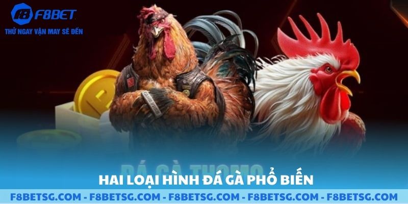 So sánh đá gà thomo và đá gà campuchia hai loại phổ biến